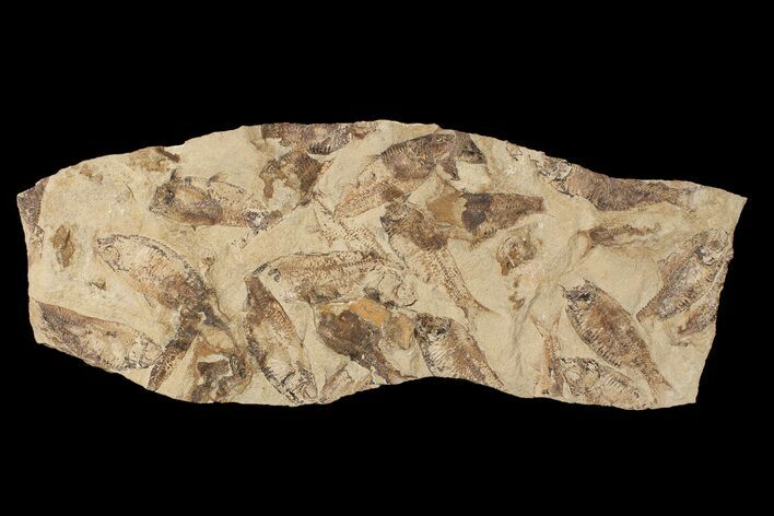 Fossil Fish (Gosiutichthys) Mortality Plate - Lake Gosiute #87810